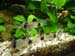 800px-Corydoras_panda_1