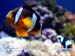 clownFish_800x600