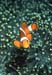 western_clownfish