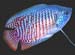 gourami_dwarf_male_002_w190